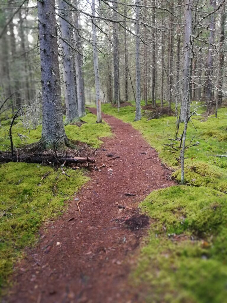 polku metsassa